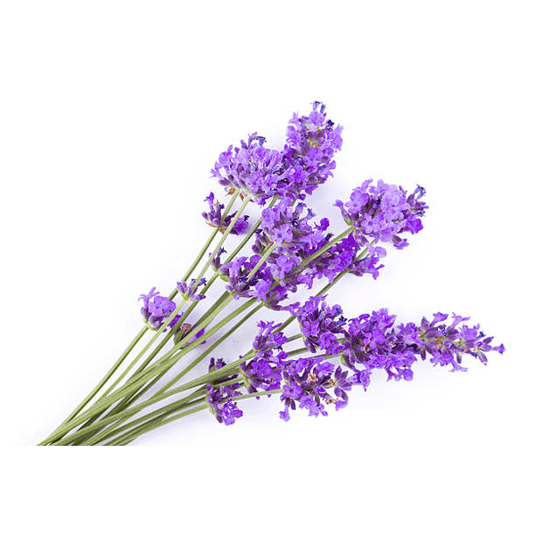natural ingredients lavender essential oil