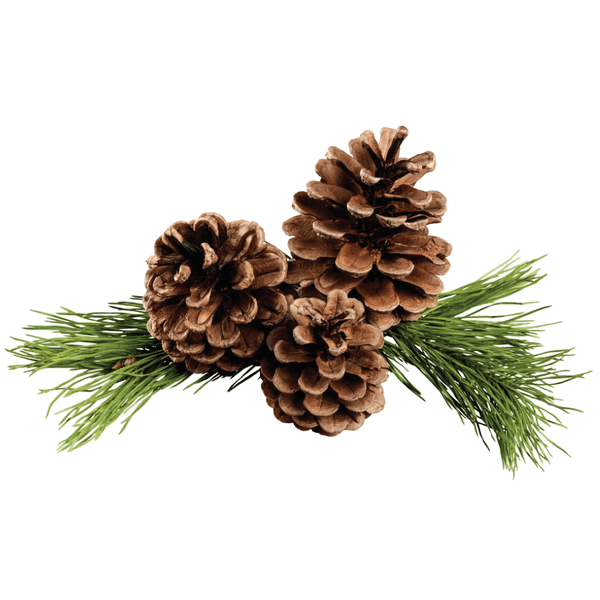 natural ingredients pine essential oil